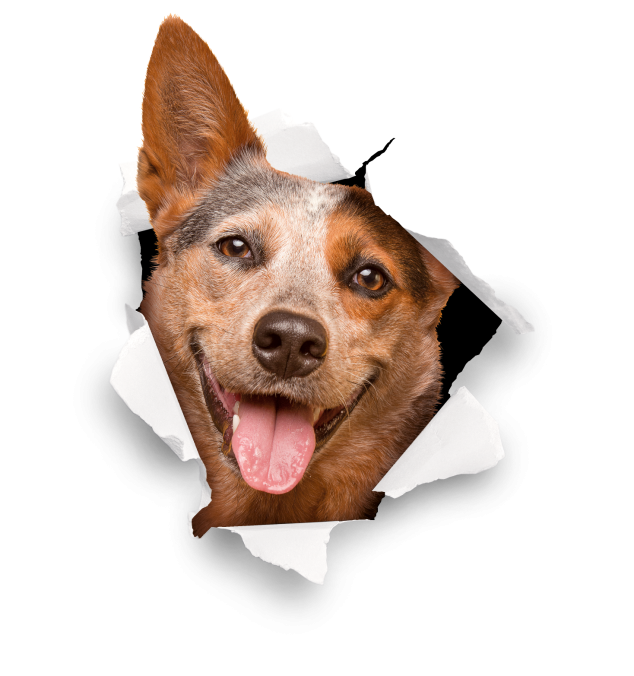 Adult-Dog-02@2x
