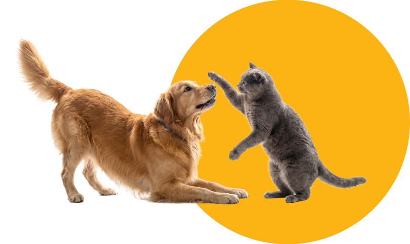 Dog + Cat@2x